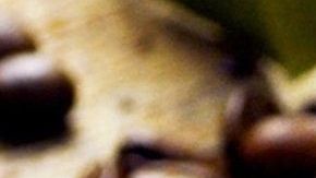 El café orgánico ayuda a preservar el medio ambiente.