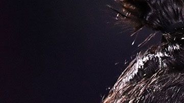 El jugador ahora está en Portugal.