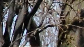 CDC estima que el coronavirus podría traer más de 200,000 muertes a EEUU.