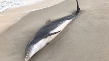 Imagen de uno de los dos delfines que aparecieron muertos.