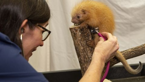 Una nueva bebé puercoespín llegó a Disney’s Animal Kingdom.