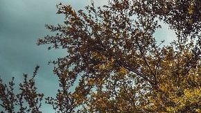 El auto ha mostrado ser un icono de Estados Unidos y no dejará de lado su potente motor HEMI V8.