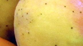 El té de níspero aumenta la producción de insulina.