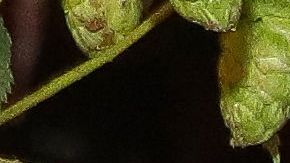 Lewandowski y su esposa Anna.