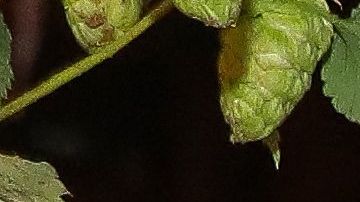 Lewandowski y su esposa Anna.