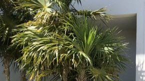 Imagen de la conferencia de prensa con los alcaldes de Miami Beach y Fort Lauderdale.