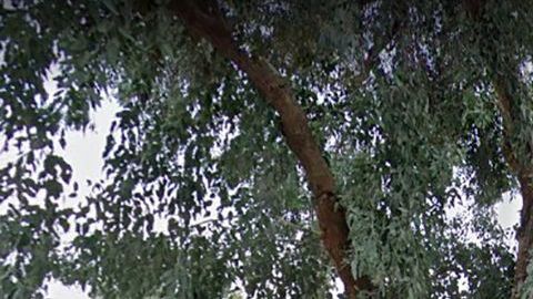 A la niña le cayó una rama de eucalipto.