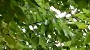 La Victoria Ejidal tiene $6,000 para los ganadores. (Javier Quiroz / La Raza)