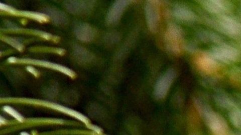 una gatita casi desmaya por el olor de pies de su dueño.