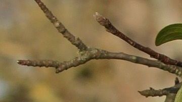 Los gatos dan pistas de que gozan estar con sus amos.