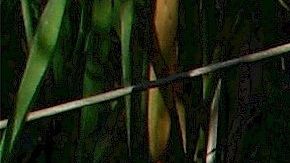 Este gato que se ha robado el corazón de los internautas en redes sociales por la condición que padece y lo ha vuelto viral.