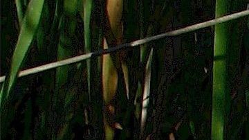 Este gato que se ha robado el corazón de los internautas en redes sociales por la condición que padece y lo ha vuelto viral.