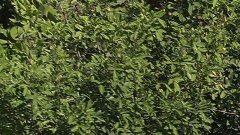 La policía de Miami cerró el acceso a las playas de South Beach como medida de precaución por el coronavirus.