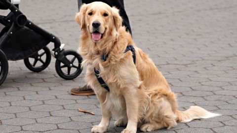 Sunny es un golden retriever de 7 años de edad.