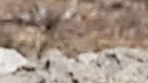 El 12 de marzo se encenderá la llama en Olimpia, Grecia.