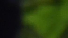 El príncipe Carlos junto a Camila, la duquesa de Cornualles.