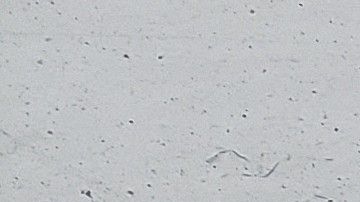 Perceval el Galés. Más adelante, ve cómo un halcón ataca a un ganso, del que caen tres gotas de sangre sobre la nieve.