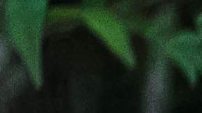 Las brujas poseen poderes mágicos.