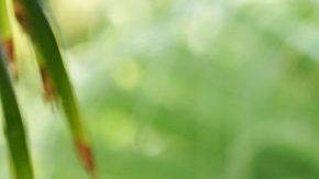 Francisco Gabriel de Anda fue hasta este martes director deportivo de Chivas. (Foto: Imago7/Marcos Domínguez)