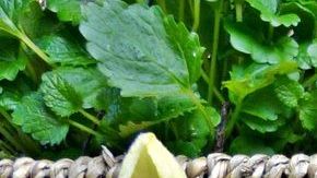 Una gran medida de prevención contra el riesgo de contagio de Covid-19, es el consumo de jugos naturales que fortalezcan al sistema inmune.