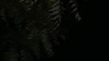 Lo ahorcan en árbol y en narcomensaje advierten que lo mismo pasará violadores y ladrones