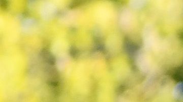 Serena Williams y su hija Alexis Olympia.