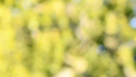 Serena Williams y su hija Alexis Olympia.