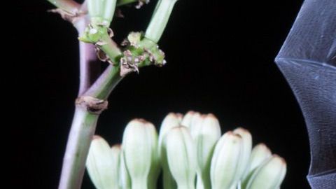 Murciélago-RebeccaBloomPhoto-Canva