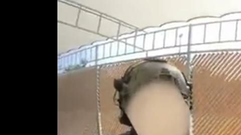 Ovidio Guzmán López, del clan “Los Chapitos”, es uno de los hijos del exlíder del Cártel de Sinaloa Joaquín "El Chapo" Guzmán.