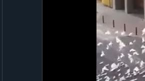 Las aves no dejan en paz a la mujer.