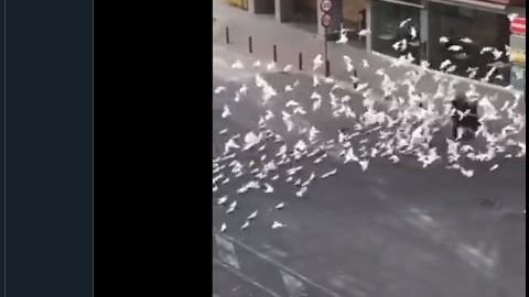 Las aves no dejan en paz a la mujer.