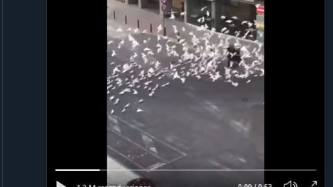 Las aves no dejan en paz a la mujer.