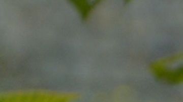 La canina se ha vuelto celebridad en la red social por su singular forma de acercarse a los extraños para darles afecto.