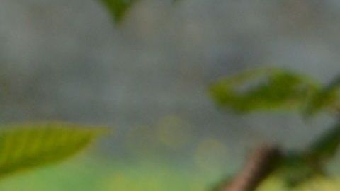 La canina se ha vuelto celebridad en la red social por su singular forma de acercarse a los extraños para darles afecto.