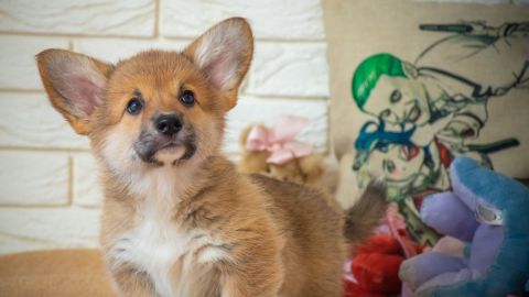 Una perrita corgi le puso el susto de su vida a su dueña.