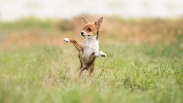 Los perros no deben andar en dos patas porque es dañino para su salud.