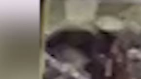 El ataque es brutal.