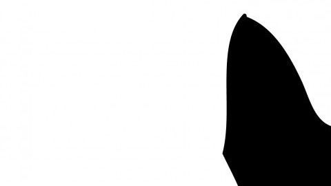 Brodie es un perro con cara deforme que es una celebridad en Instagram.