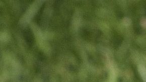 Los perros cavan por instinto natural.