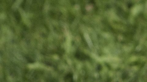 Los perros cavan por instinto natural.