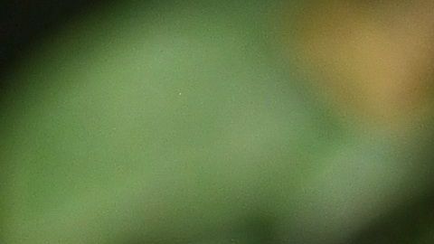 La salud de un perro se deteriora por una mala alimentación.