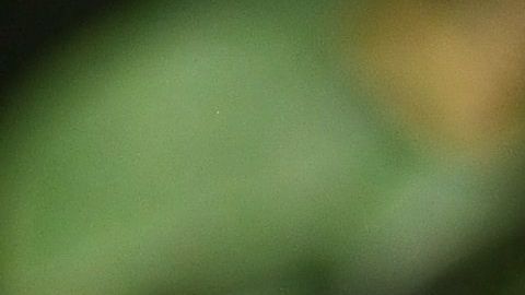 La salud de un perro se deteriora por una mala alimentación.