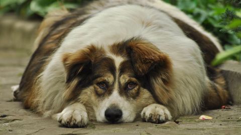 La salud de un perro se deteriora por una mala alimentación.