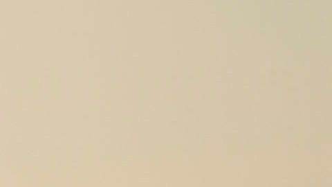 La pérdida de una mascota puede ser tan dolorosa como la de un ser querido.