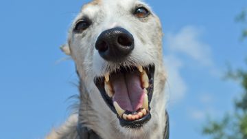 La dentadura de un canino dice su edad.