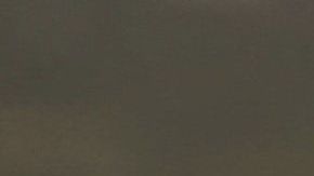 Cuando un perro se rasca con frecuencia el hocico podría padecer alguna enfermedad.