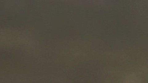 Cuando un perro se rasca con frecuencia el hocico podría padecer alguna enfermedad.