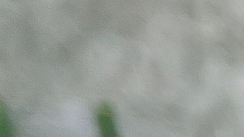 La vida del canino puede terminar por enfermedades mortales no atendidas a tiempo.