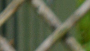 Los perros tienden a esconder sus premios.