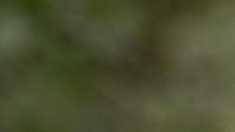 Hay una razón científica detrás del entusiasmo de tu mascota al verte.